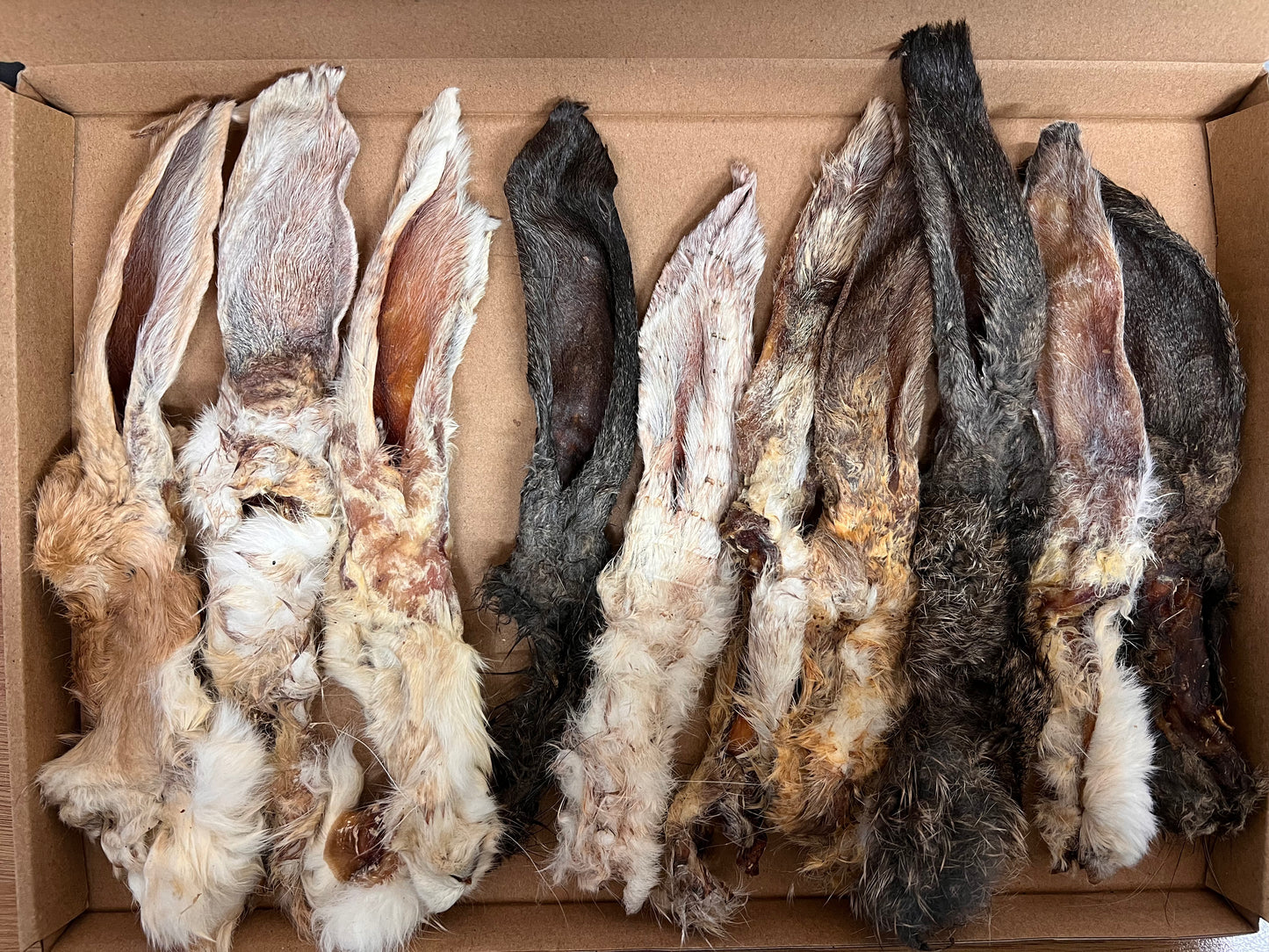 Hairy Rabbit Ears x 10