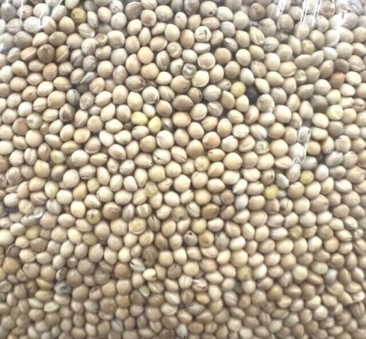 WHITE MILLET BIRD SEED