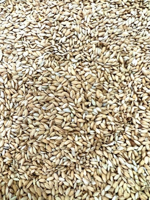 PADDY RICE FOR BIRDS