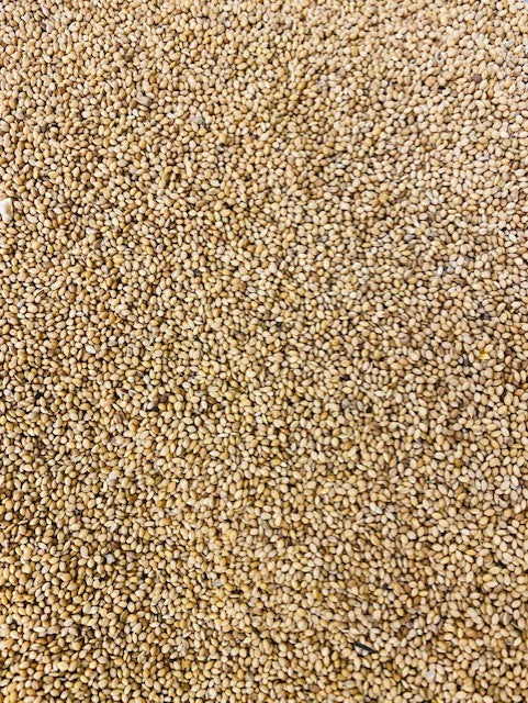 PANICUM MILLET SEED FOR BIRDS