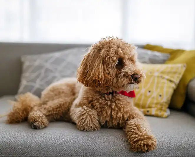 Dogs – Pinions Pet Foods