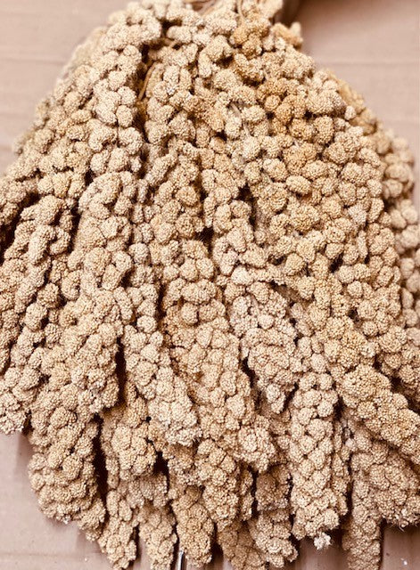 MILLET SPRAYS FOR BIRDS